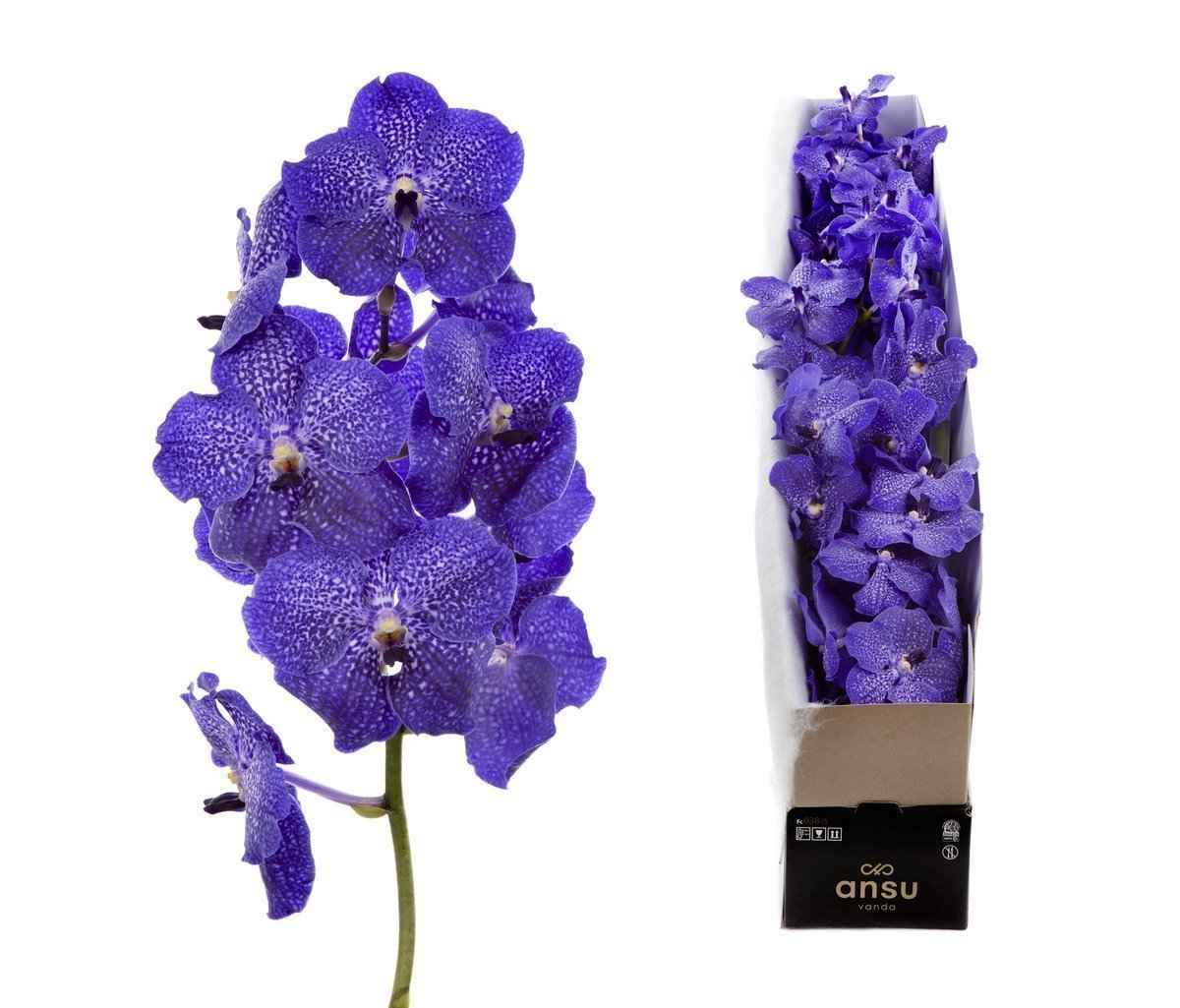 Срезанные цветы оптом Vanda midnight blue per stem от 16шт. из Голландии с доставкой по России