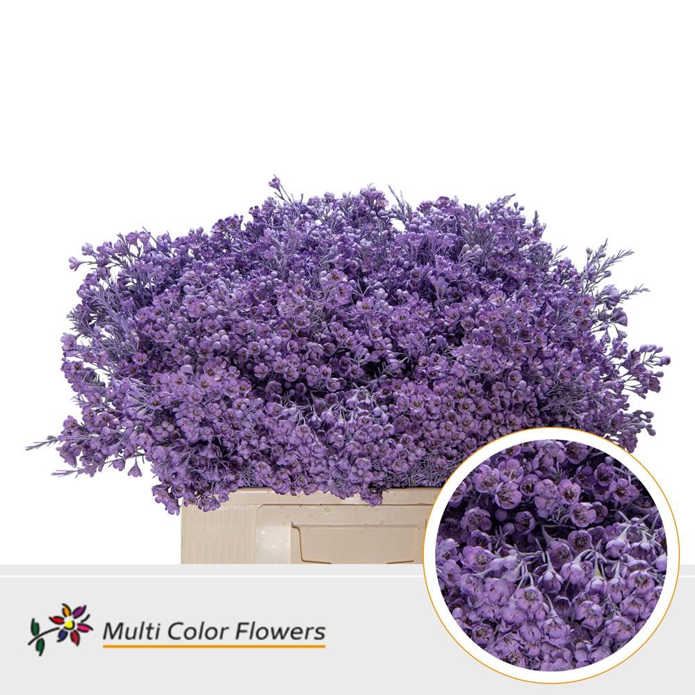 Срезанные цветы оптом Chamelaucium paint milka от 100шт из Голландии с доставкой по России