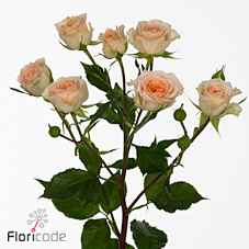 Срезанные цветы оптом Rosa sp rosanella от 40шт из Голландии с доставкой по России