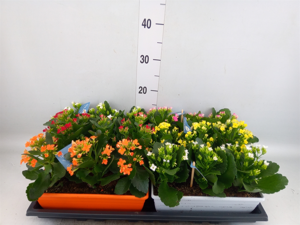 Горшечные цветы и растения оптом Kalanchoe Blos.   ..en Mix от 6шт из Голландии с доставкой по России