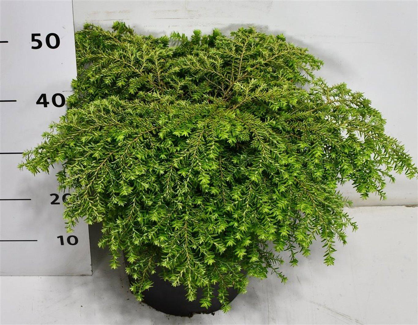 Горшечные цветы и растения оптом Tsuga Canadensis green Globe от 1шт из Голландии с доставкой по России