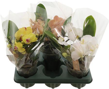 Горшечные цветы и растения оптом Phal Muse Gemengd 2 Tak от 3шт из Голландии с доставкой по России