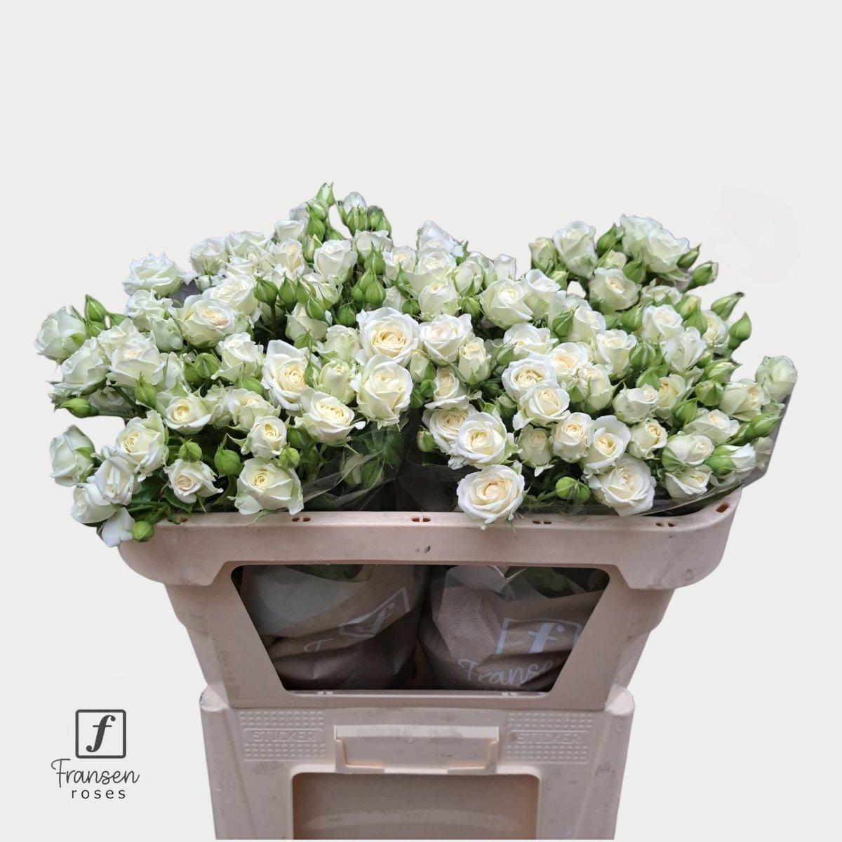 Срезанные цветы оптом Rosa spray josephine от 20шт из Голландии с доставкой по России