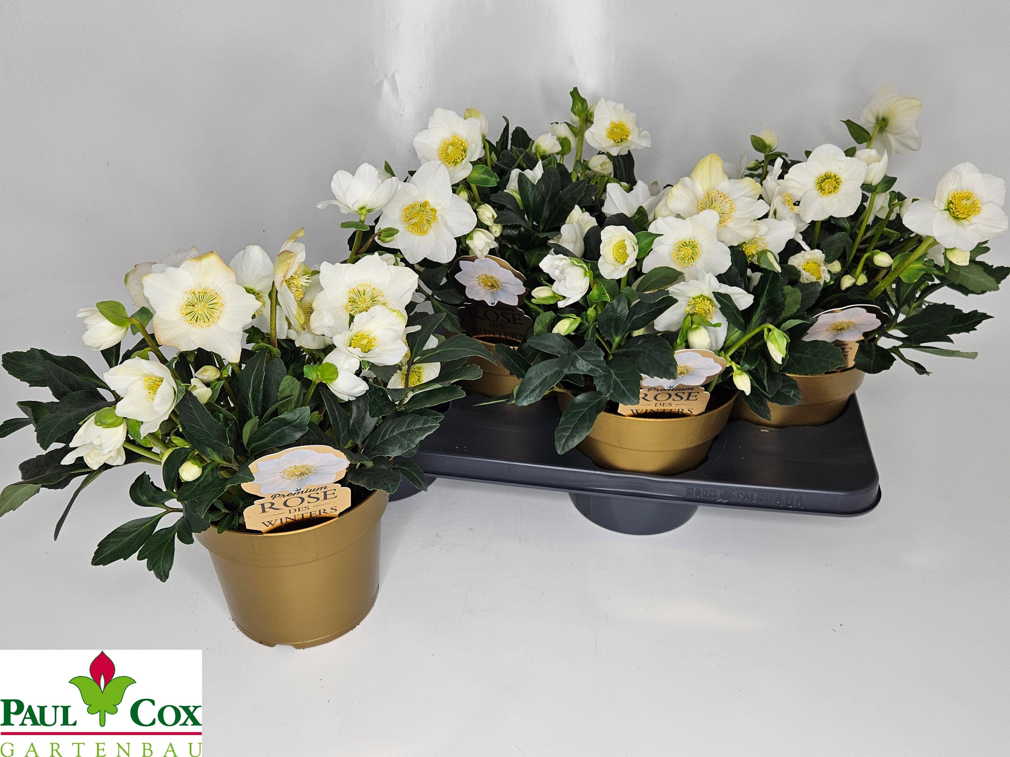 Горшечные цветы и растения оптом Hell Ni Hgc Wintergo от 4шт из Голландии с доставкой по России