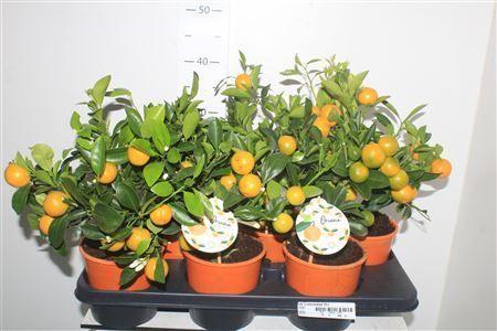 Горшечные цветы и растения оптом ** Citr X Microcarpa 10+ * Spring Deal * от 6шт (для телеги) из Голландии с доставкой по России