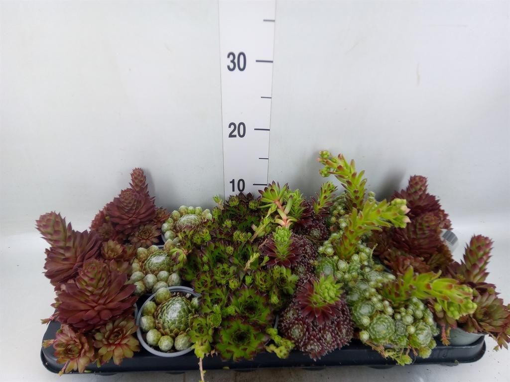 Горшечные цветы и растения оптом Sempervivum   ...mix от 18шт (для телеги) из Голландии с доставкой по России