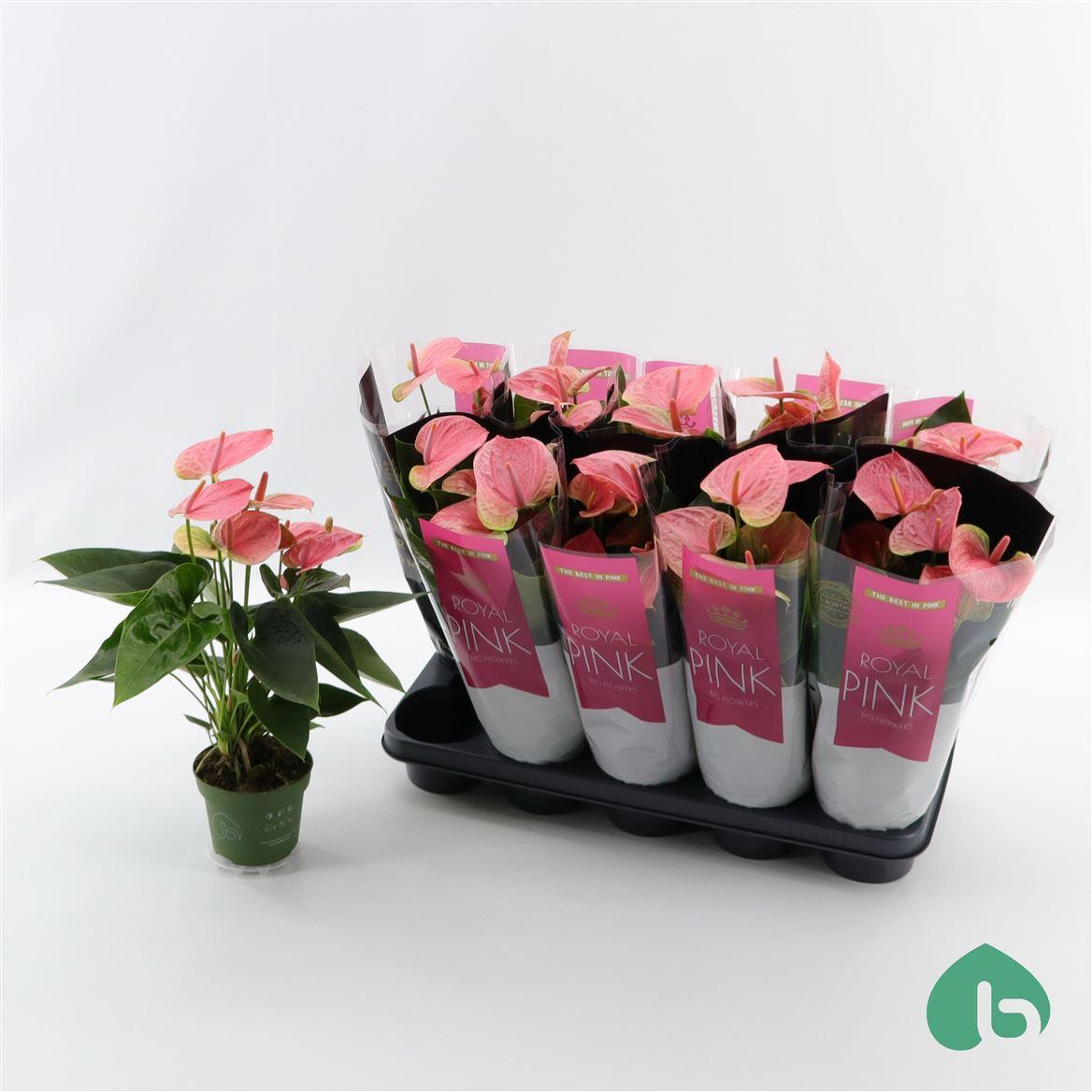 Горшечные цветы и растения оптом Anth An Royal Pink Sweet Dream 5+ от 10шт из Голландии с доставкой по России