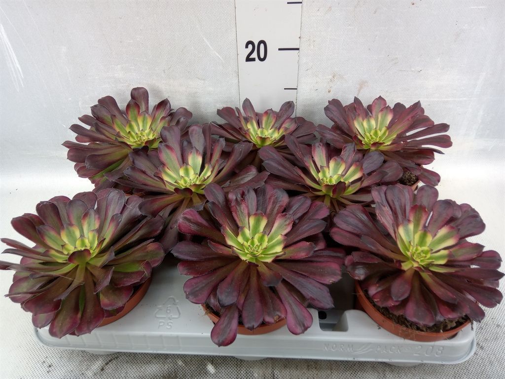 Горшечные цветы и растения оптом Aeonium   ... от 8шт из Голландии с доставкой по России