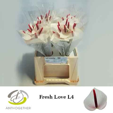 Срезанные цветы оптом Anthurium love fresh от 40шт из Голландии с доставкой по России