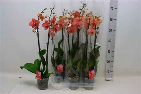 Горшечные цветы и растения оптом Phal Ov Oranje 2 Branches 16+ от 6шт из Голландии с доставкой по России