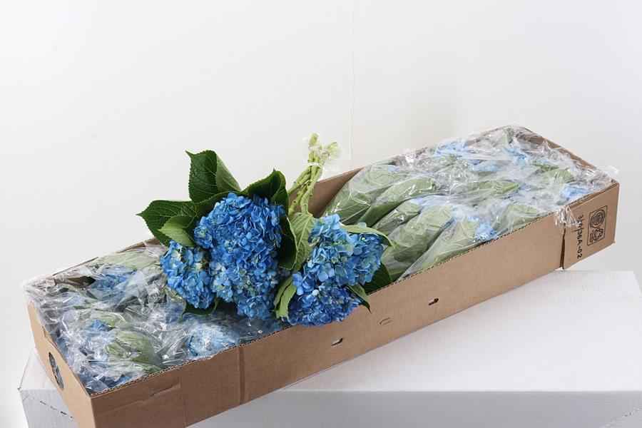 Срезанные цветы оптом Hydrangea box blue dark от 30шт. из Голландии с доставкой по России