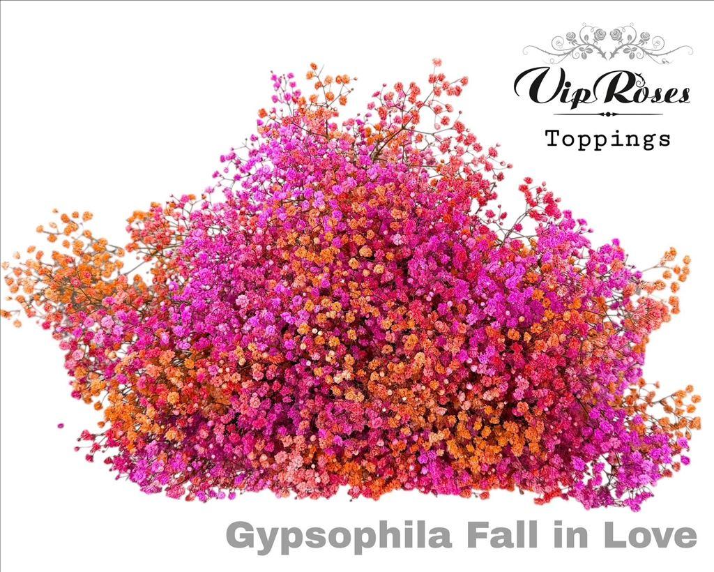 Срезанные цветы оптом Gyps large paint fall in love от 25шт из Голландии с доставкой по России