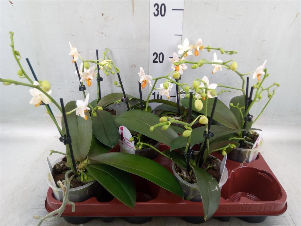 Горшечные цветы и растения оптом Phalaenopsis   ... от 6шт (для телеги) из Голландии с доставкой по России
