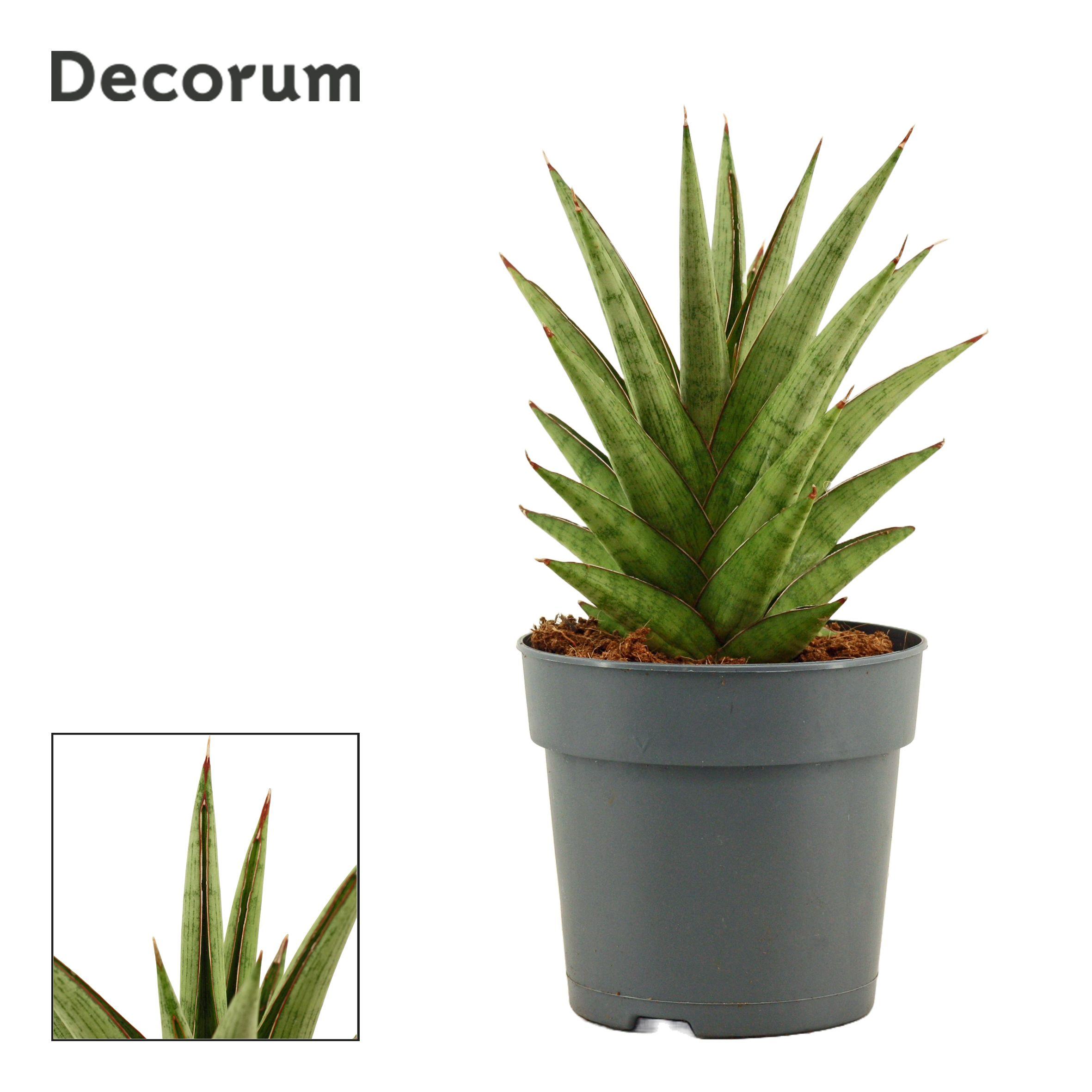 Горшечные цветы и растения оптом Sansevieria Jewel Crown (decorum) от 10шт из Голландии с доставкой по России