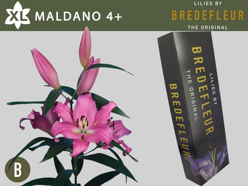 Срезанные цветы оптом Lilium or maldano от 60шт из Голландии с доставкой по России