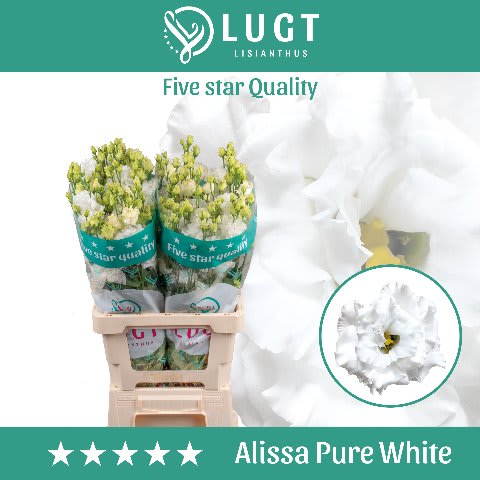 Срезанные цветы оптом Lisianthus do alissa pure white от 20шт. из Голландии с доставкой по России