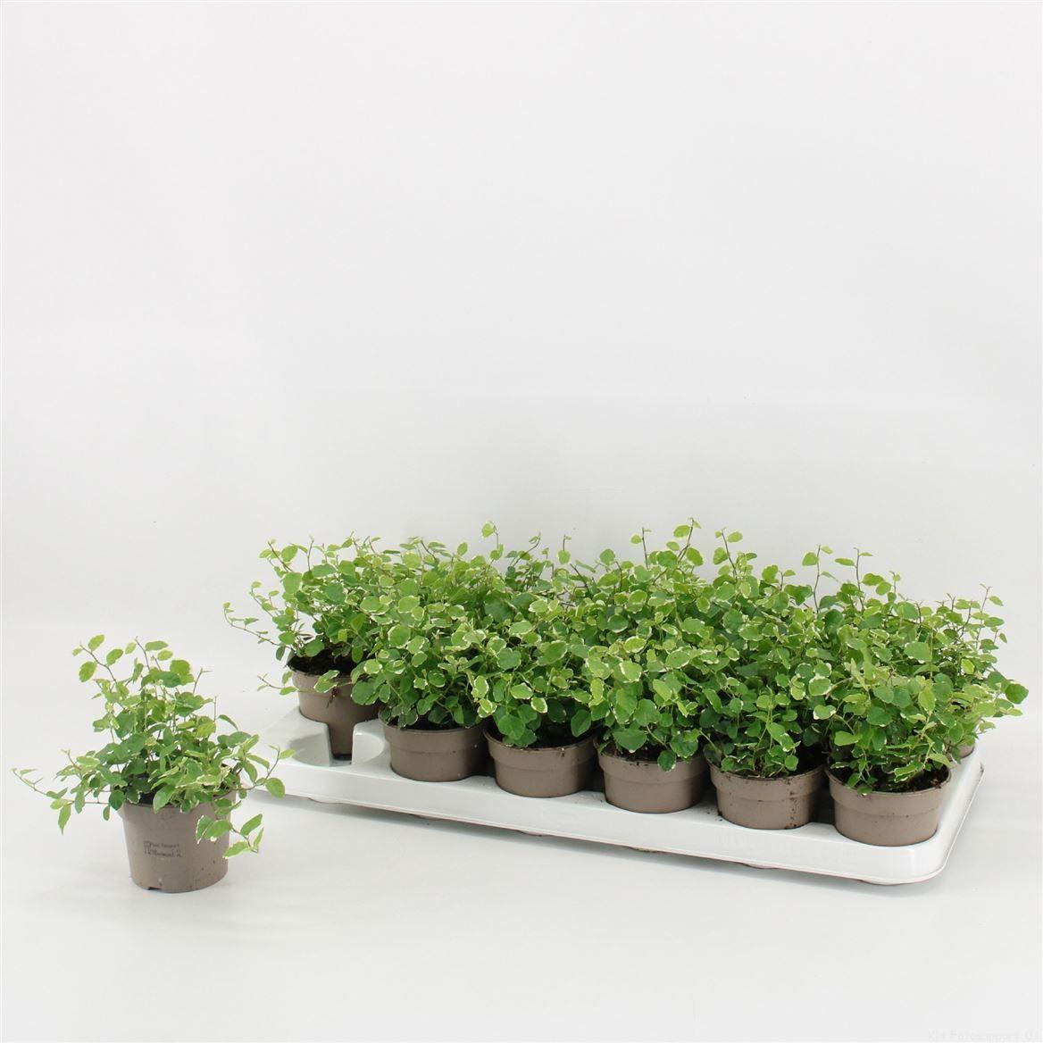 Горшечные цветы и растения оптом Ficus Pumila White Sunny от 18шт (для телеги) из Голландии с доставкой по России