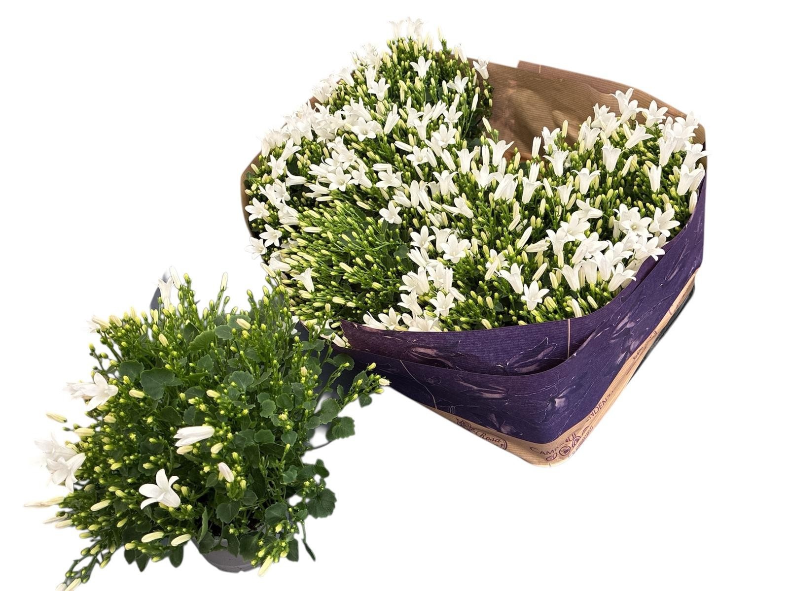 Горшечные цветы и растения оптом Camp Por Royal от 8шт (для телеги) из Голландии с доставкой по России