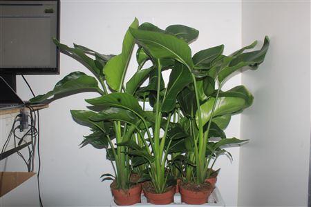 Горшечные цветы и растения оптом Strelitzia Nicolai 2-3pp от 6шт из Голландии с доставкой по России