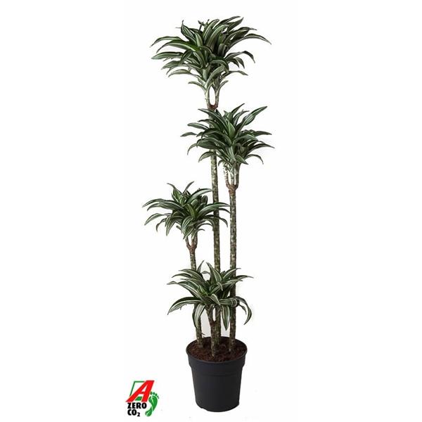 Горшечные цветы и растения оптом Drac Jade Jewel 120-90-60-30 от 1шт из Голландии с доставкой по России