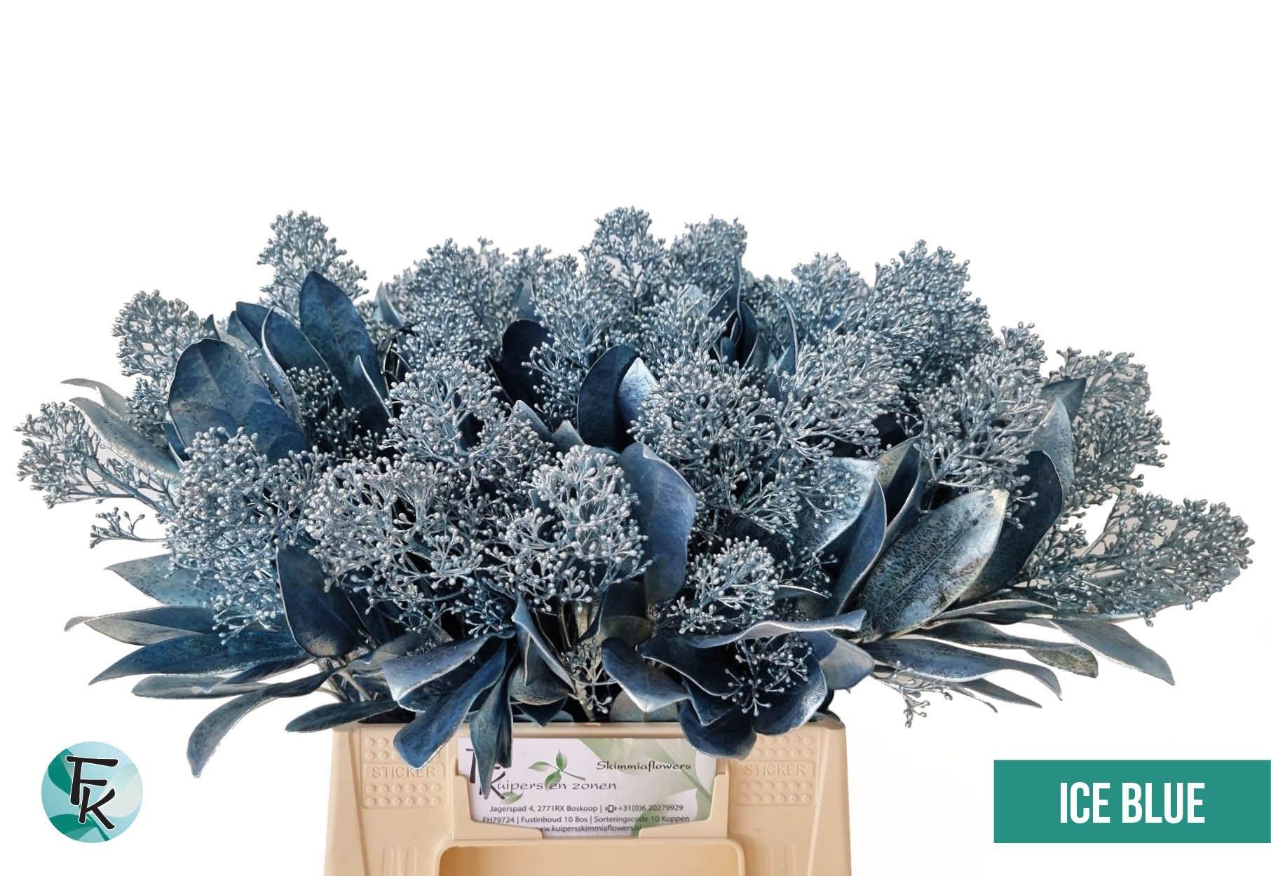Срезанные цветы оптом Skimmia paint ice blue от 10шт из Голландии с доставкой по России