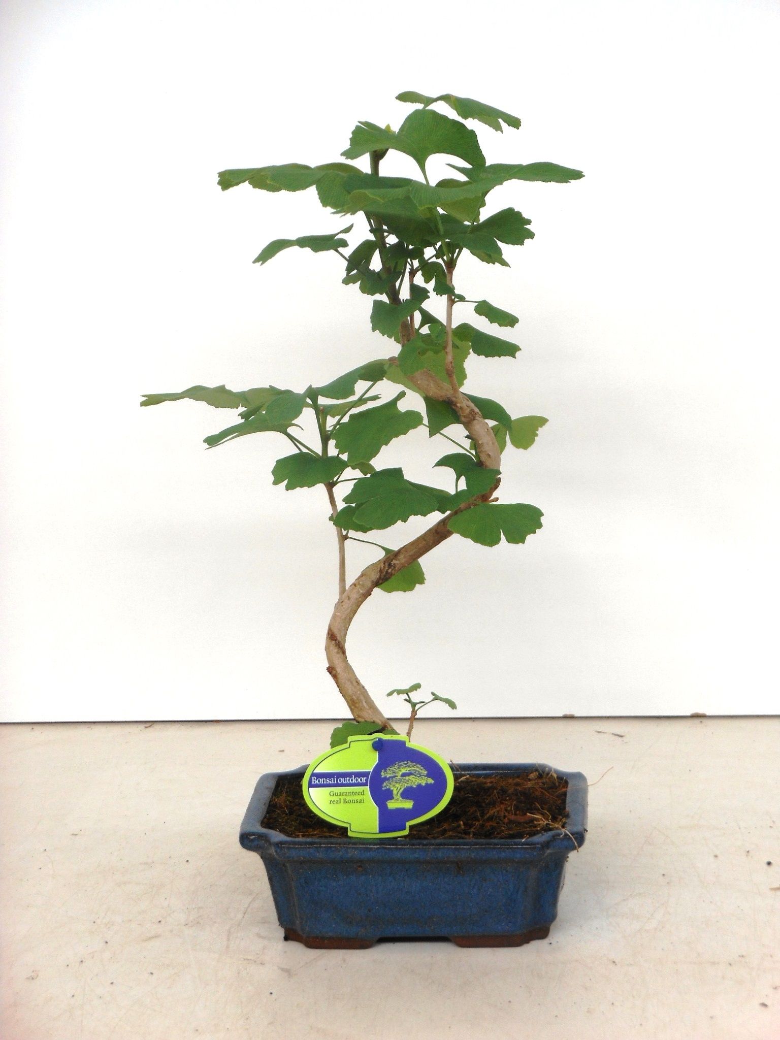 Горшечные цветы и растения оптом Bonsai Ginkgo Biloba Shape от 5шт из Голландии с доставкой по России