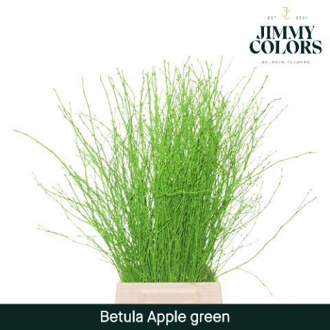 Срезанные цветы оптом Betula paint applegreen от 10шт из Голландии с доставкой по России