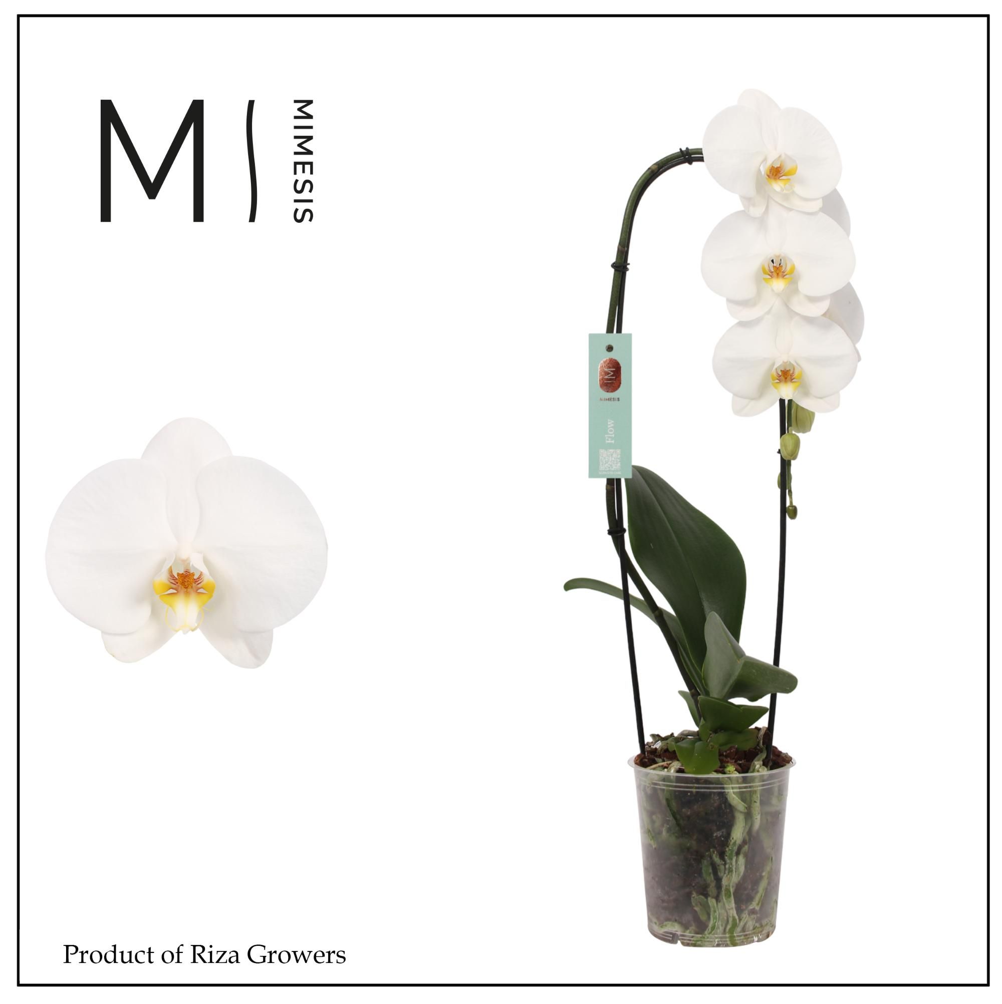 Горшечные цветы и растения оптом Phal 1st Flow Tokyo 6+ (mimesis) от 8шт из Голландии с доставкой по России