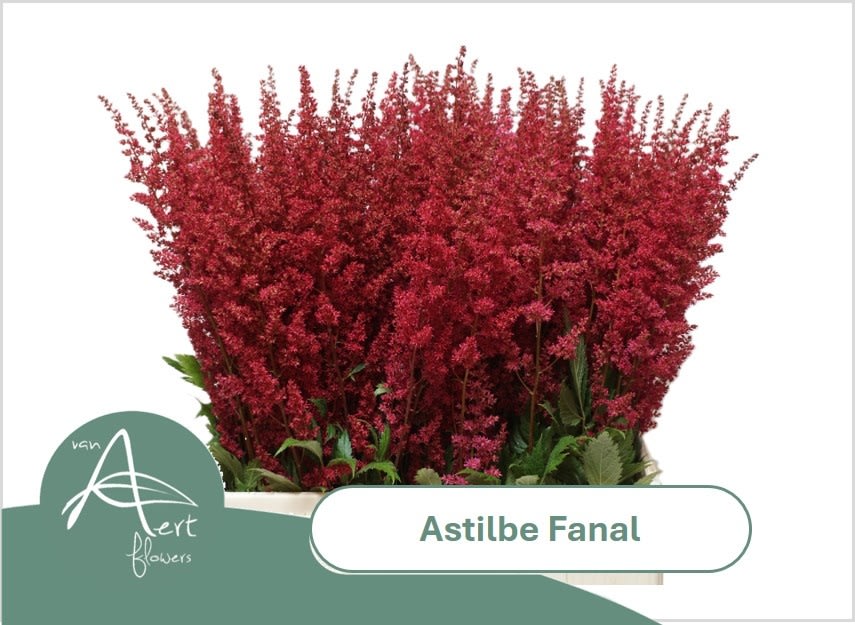 Срезанные цветы оптом Astilbe fanal от 100шт из Голландии с доставкой по России