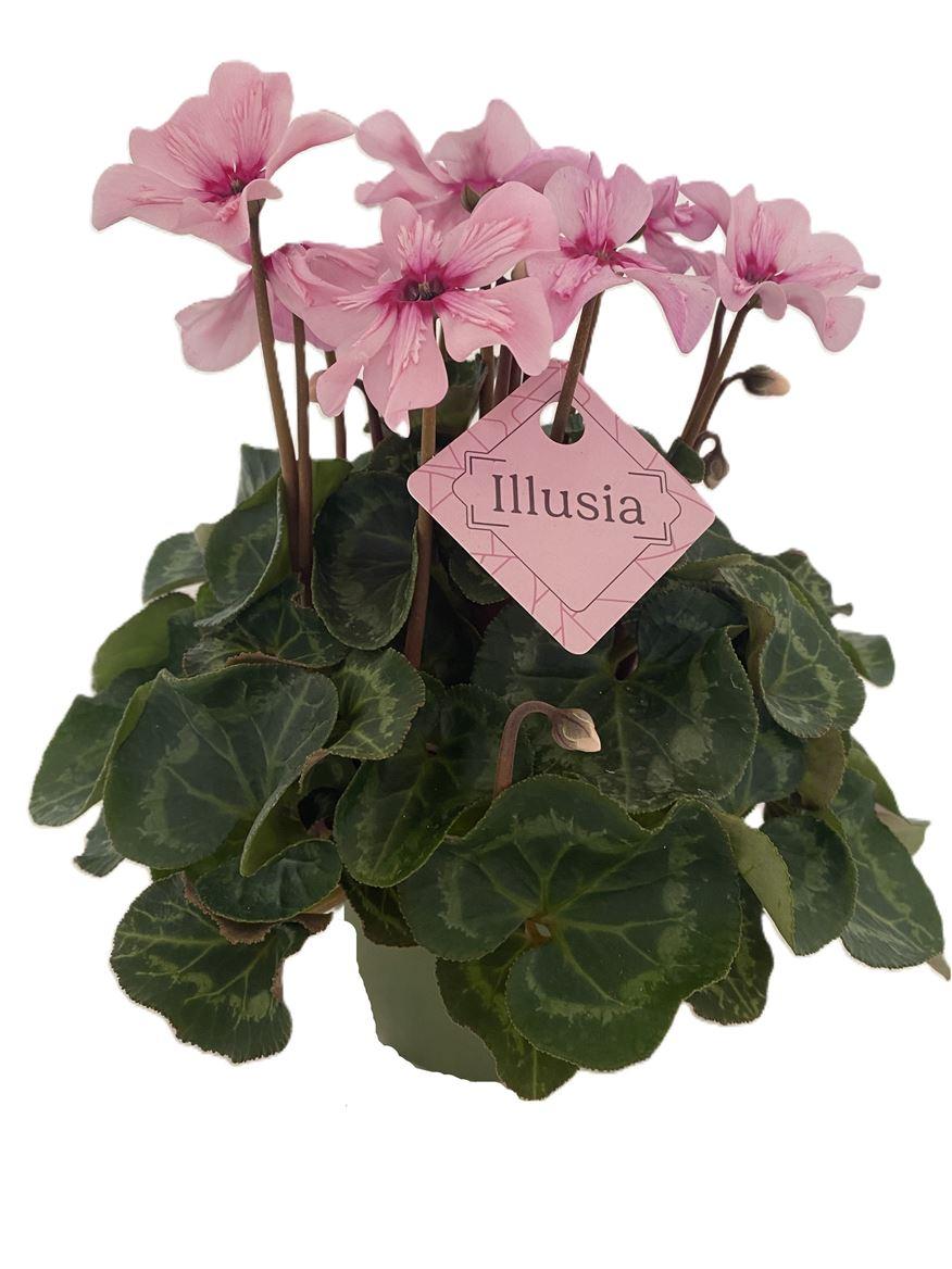 Горшечные цветы и растения оптом Cyclamen Illusia от 6шт (для телеги) из Голландии с доставкой по России