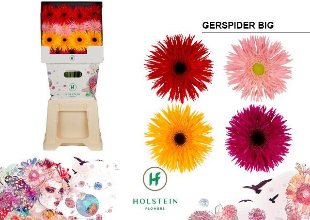 Срезанные цветы оптом Gerbera diamond gerspider big mix in row от 45шт из Голландии с доставкой по России