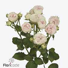 Срезанные цветы оптом Rosa sp royal wedding от 15шт из Голландии с доставкой по России