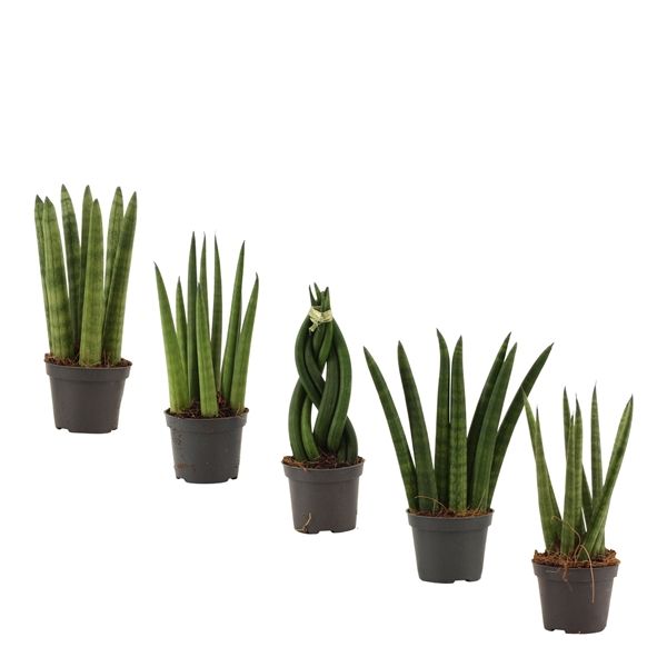 Горшечные цветы и растения оптом Sansevieria Cylindrica Mix от 14шт из Голландии с доставкой по России