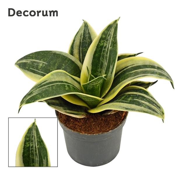 Горшечные цветы и растения оптом Sansevieria Hahnii 9 Cm Streaky (decorum) от 18шт (для телеги) из Голландии с доставкой по России