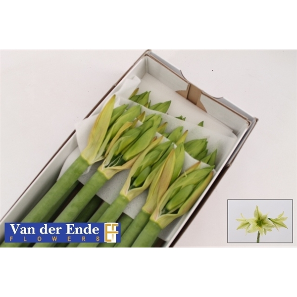 Срезанные цветы оптом Hippeastrum mini green valley от 15шт из Голландии с доставкой по России