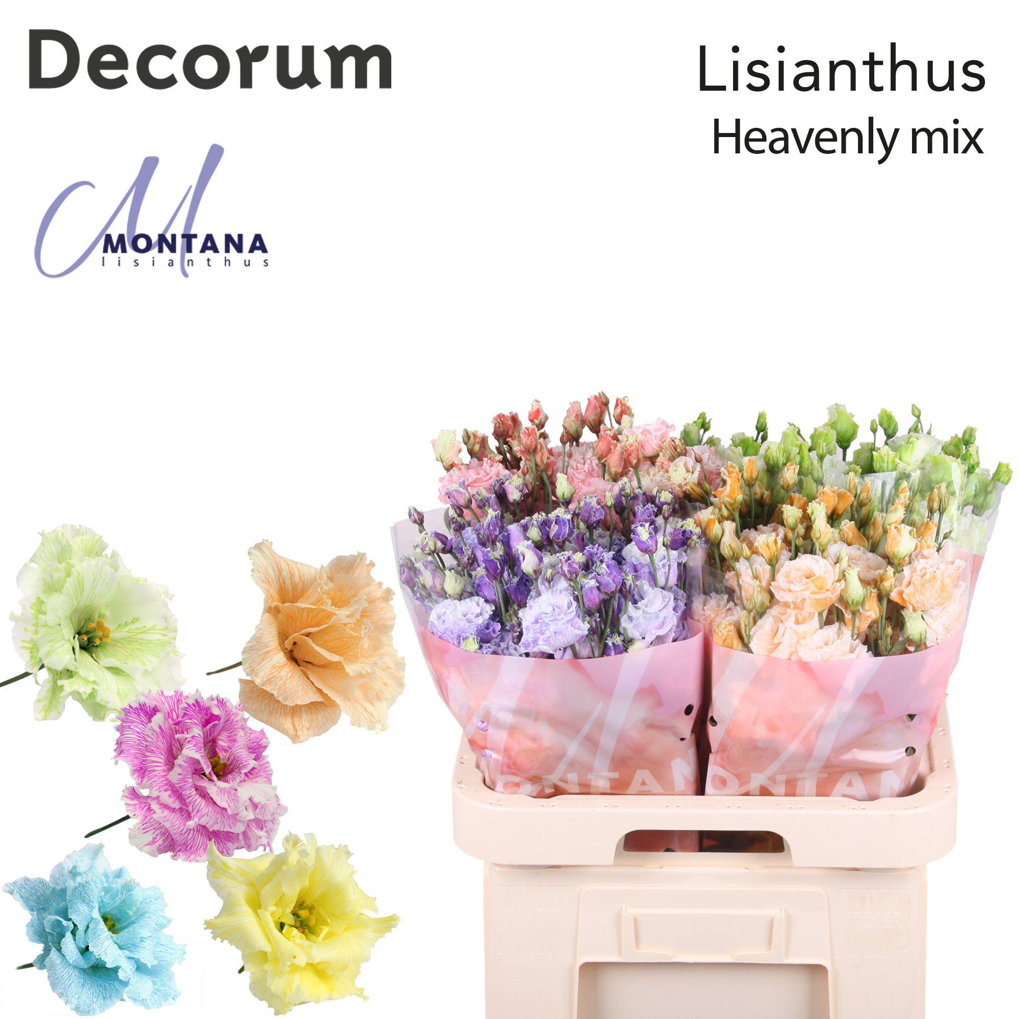 Срезанные цветы оптом Lisianthus do paint heavenly mix от 40шт из Голландии с доставкой по России