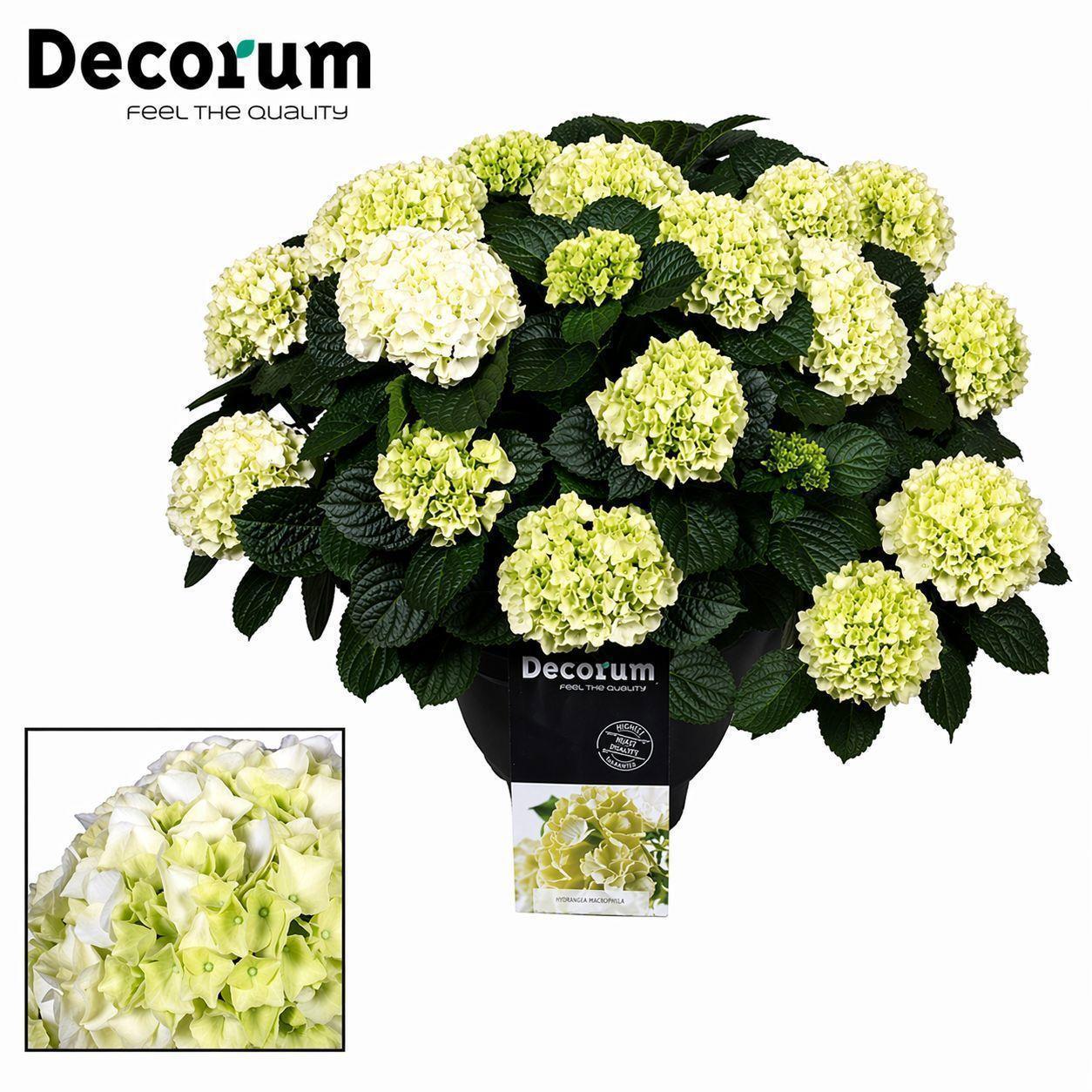 Горшечные цветы и растения оптом Hydrangea Ma White 20+ (decorum) от 1шт из Голландии с доставкой по России