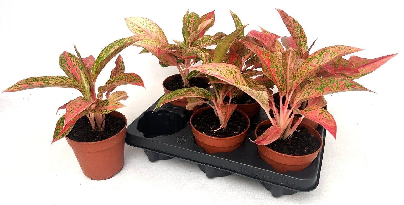 Горшечные цветы и растения оптом Aglao Ov от 6шт из Голландии с доставкой по России