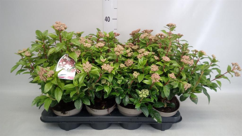 Горшечные цветы и растения оптом Viburnum Tinus от 8шт из Голландии с доставкой по России