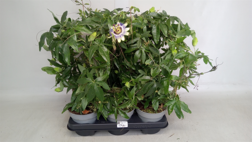 Горшечные цветы и растения оптом Passiflora Caerul. от 6шт из Голландии с доставкой по России