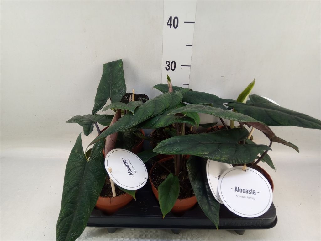 Горшечные цветы и растения оптом Alocasia Scalprum от 6шт (для телеги) из Голландии с доставкой по России