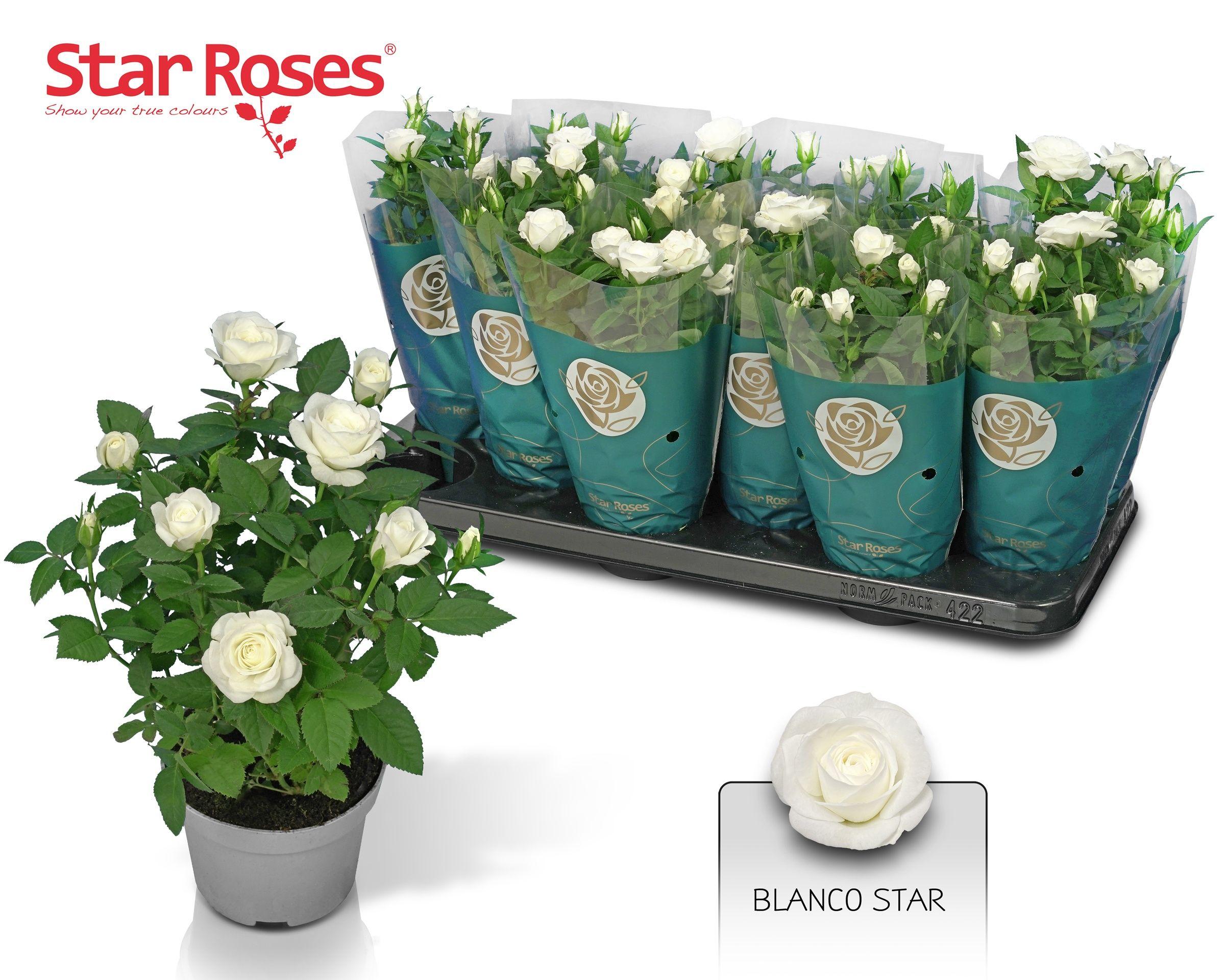 Горшечные цветы и растения оптом Ro White Star от 12шт из Голландии с доставкой по России