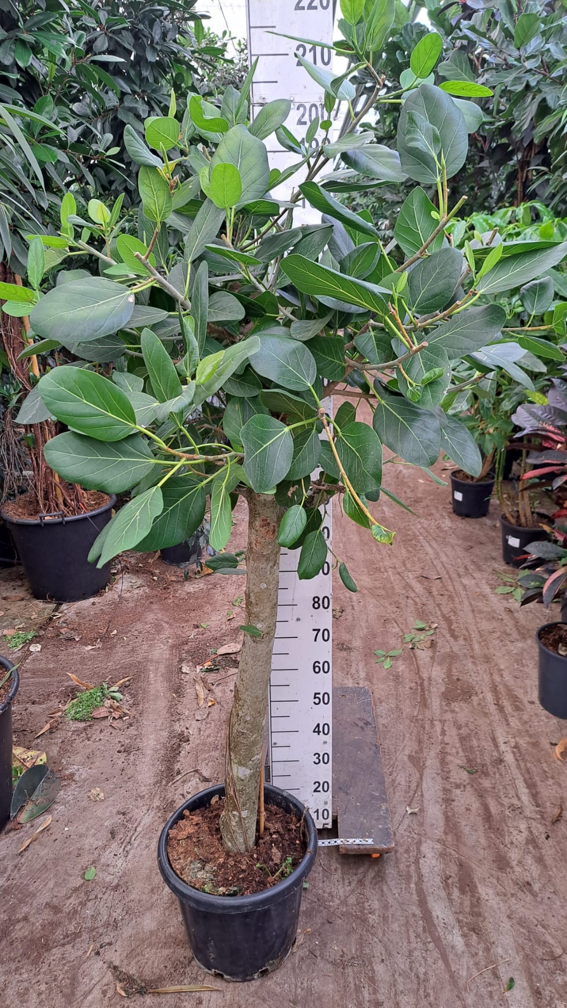 Горшечные цветы и растения оптом Ficus Benghalensis Audry Stam Xxl от 1шт из Голландии с доставкой по России