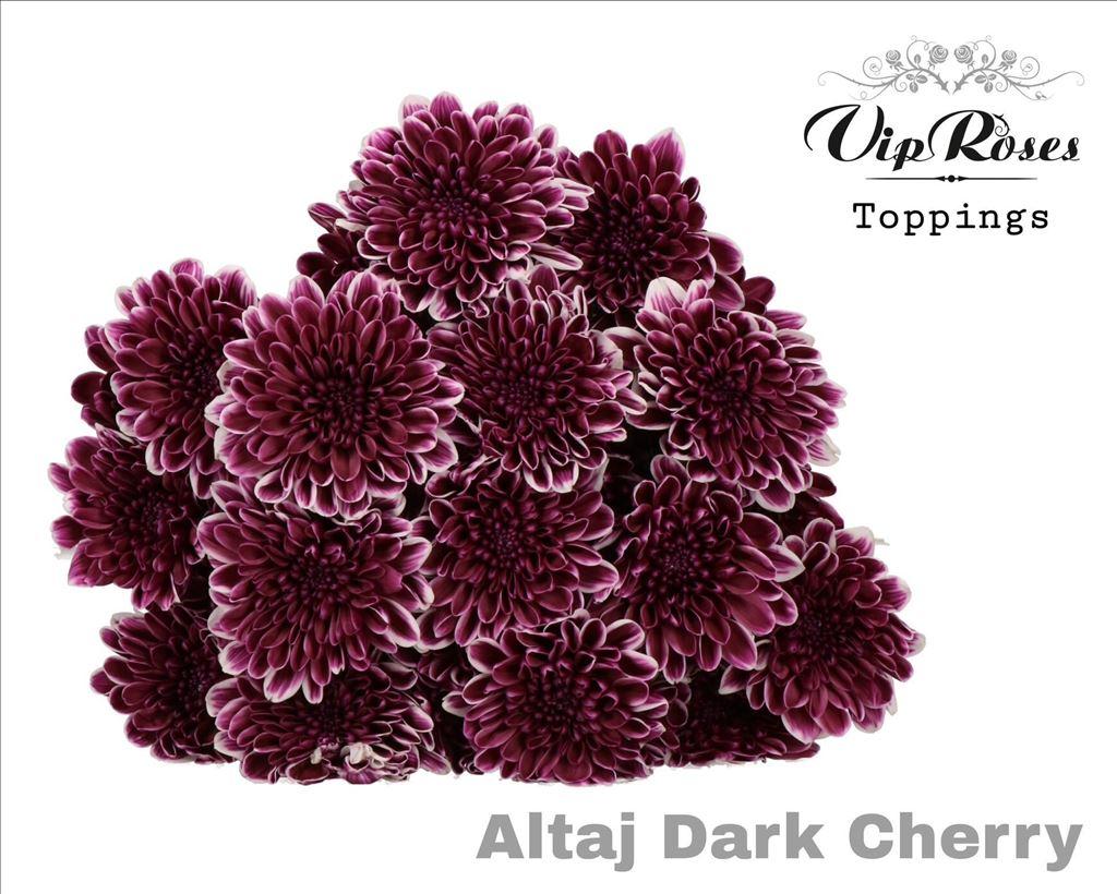 Срезанные цветы оптом Chrys sp paint altaj dark cherry от 20шт из Голландии с доставкой по России