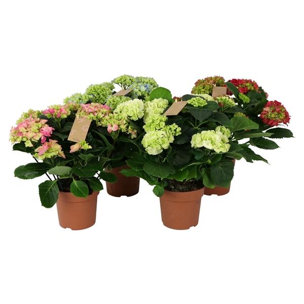 Горшечные цветы и растения оптом Hydrangea Ma Mix 9+ от 6шт из Голландии с доставкой по России