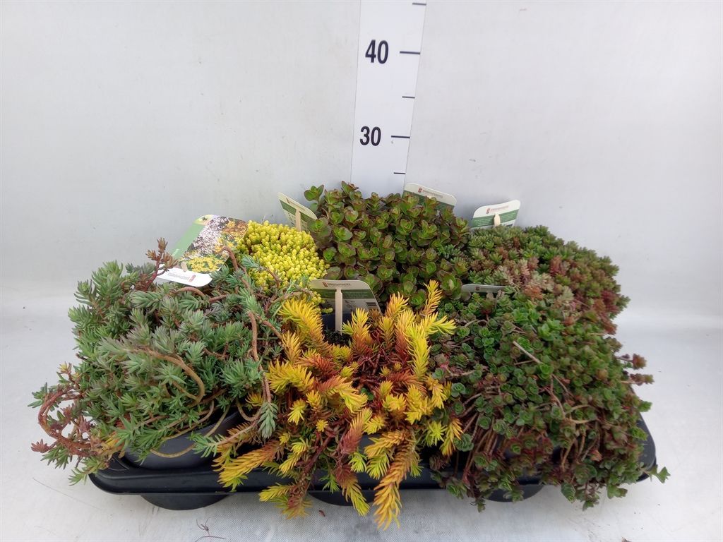 Горшечные цветы и растения оптом Sedum   ... от 6шт из Голландии с доставкой по России