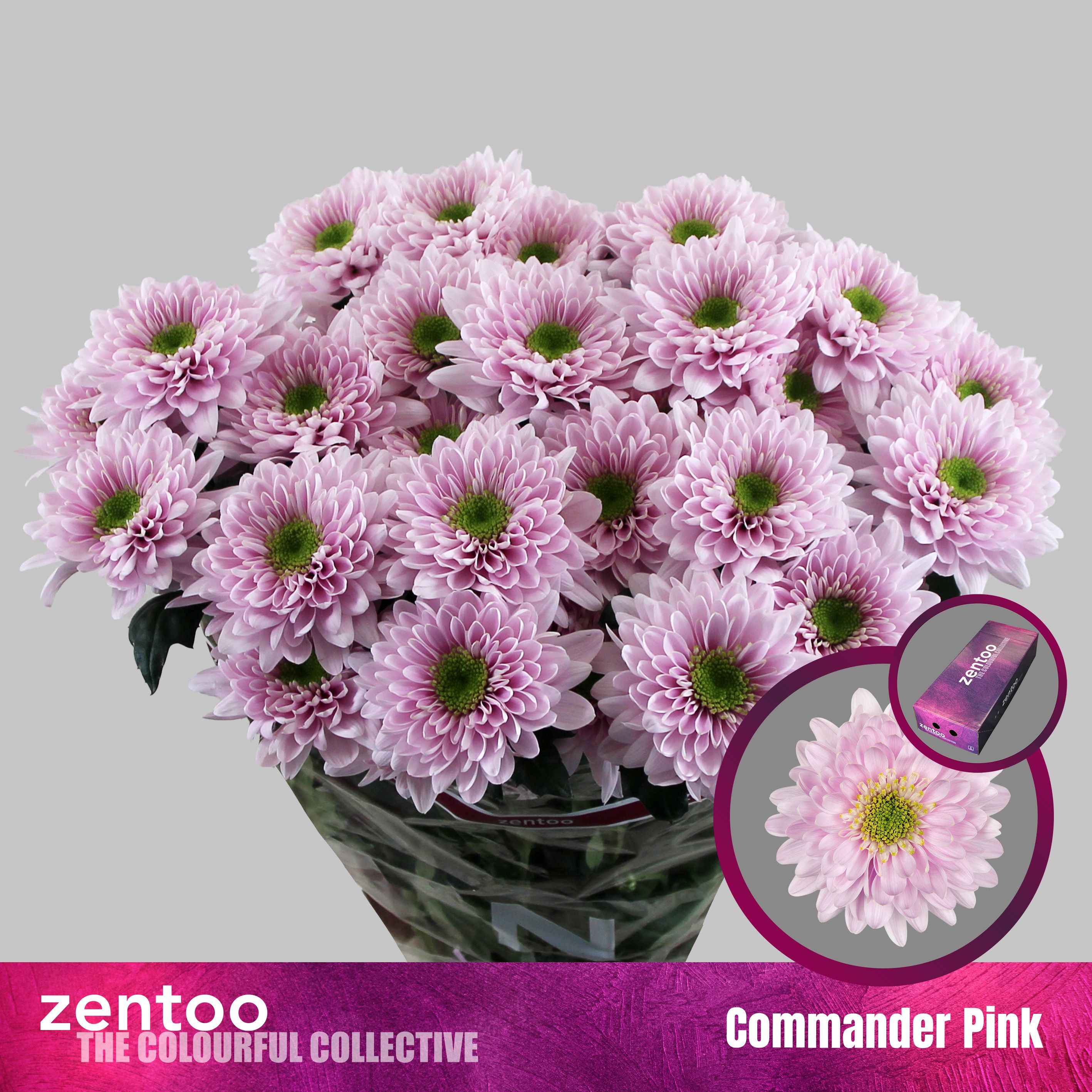 Срезанные цветы оптом Chrys sp commander pink от 160шт из Голландии с доставкой по России