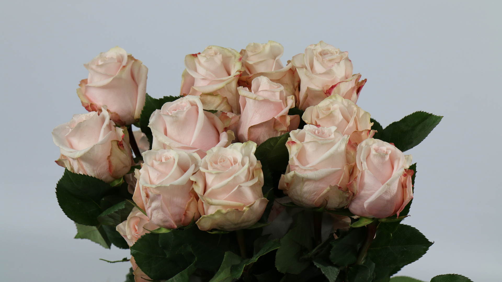 Срезанные цветы оптом Rosa ec pomarosa от 125шт из Голландии с доставкой по России