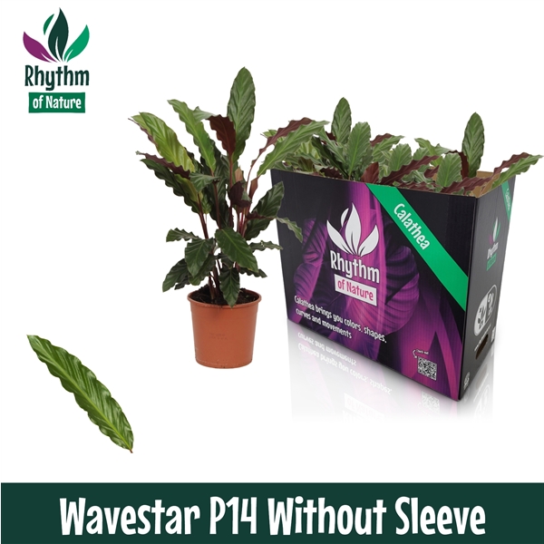 Горшечные цветы и растения оптом Calathea 14cm Wavestar Rhythm Of Nature Zonder Hoe от 8шт из Голландии с доставкой по России