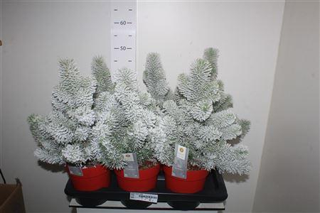 Горшечные цветы и растения оптом Pinus Silver Crest Snow от 6шт из Голландии с доставкой по России